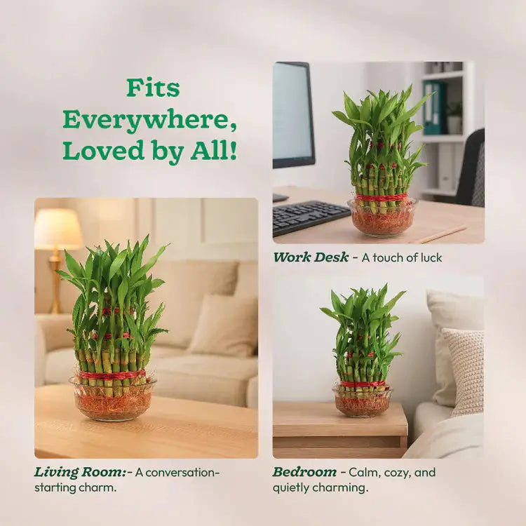 Bamboo plants in glass containers with text about room suitability.