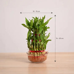 Bamboo plant in a glass container with dimensions
