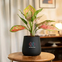 Aglaonema Pink Valentine Plant in a matte black pot, suited for modern interiors and low-maintenance plant care routines.
