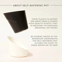 ZZ-Zamia Green Plant