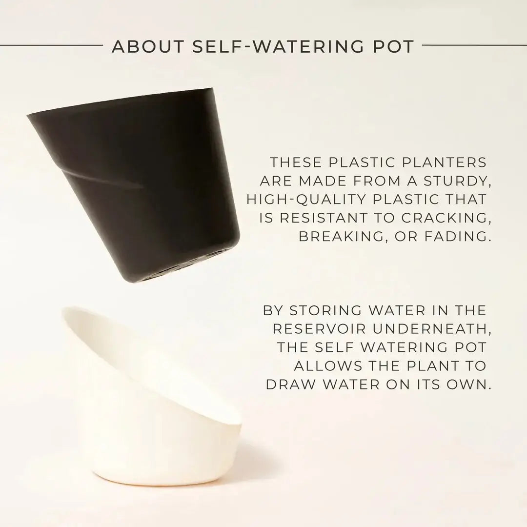 Calathea Triostar Plant