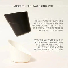 Calathea Triostar Plant