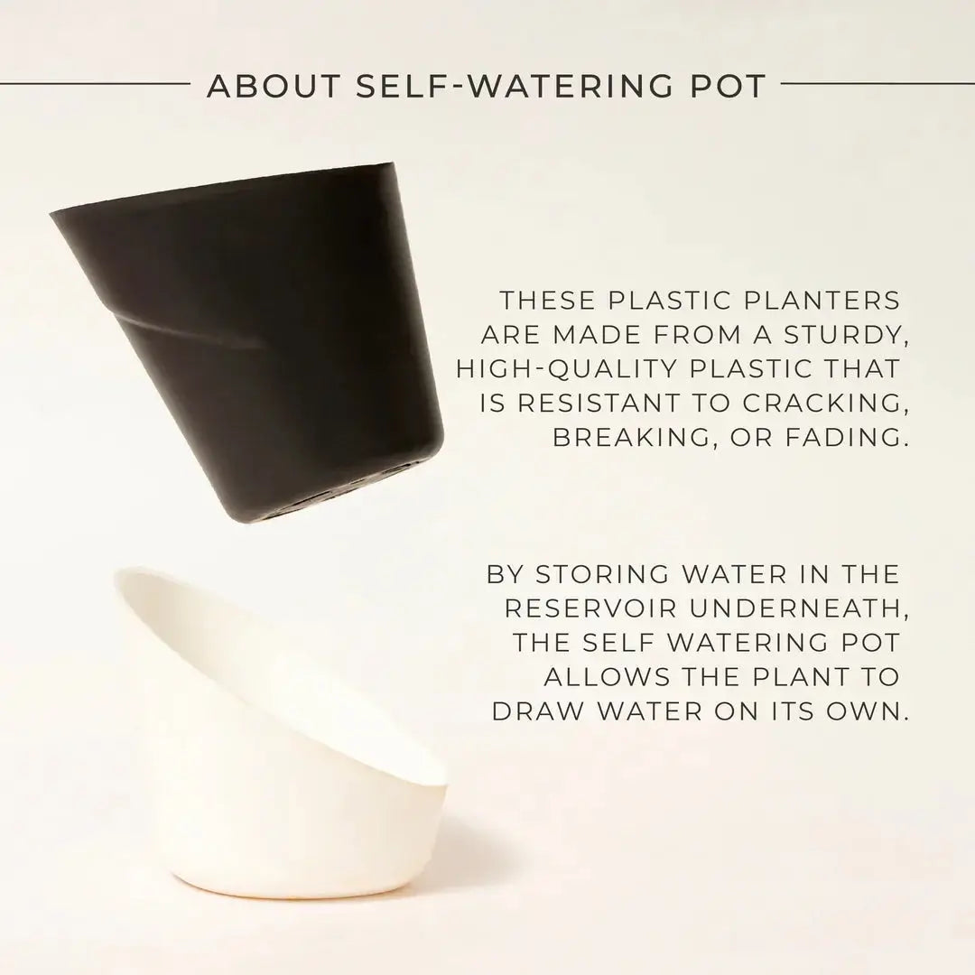 Goldan Hahnii Snake Plant