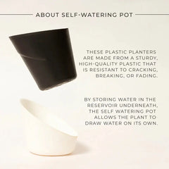 Goldan Hahnii Snake Plant