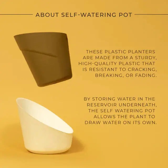 ZZ-Zamia Green Plant