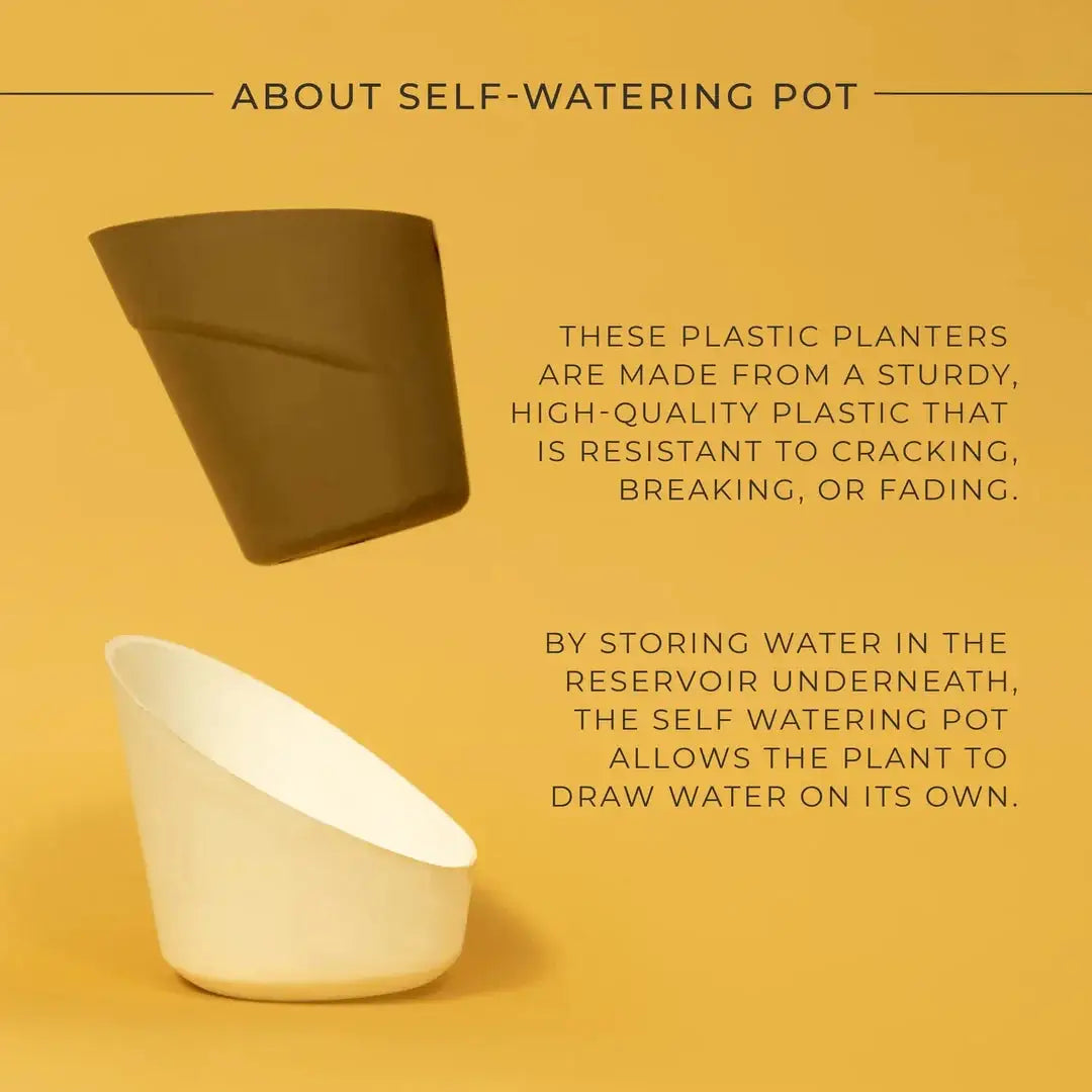 Calathea Triostar Plant