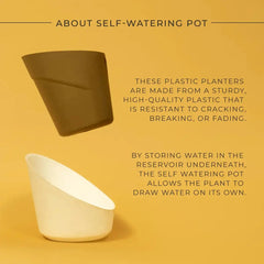 Calathea Triostar Plant