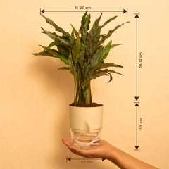 Calathea Triostar Plant
