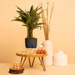 Calathea Triostar Plant