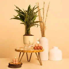 Calathea Triostar Plant