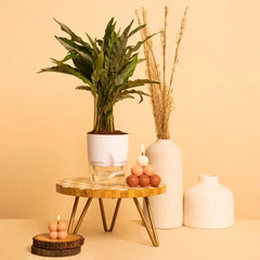 Calathea Triostar Plant