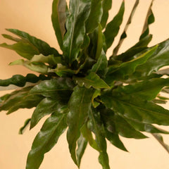 Calathea Triostar Plant