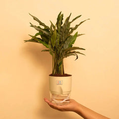 Calathea Triostar Plant Cream