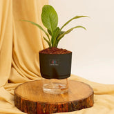 Peace Lily Plant Black