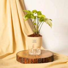 Syngonium Pixie White Plant Cream