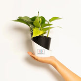 Money Plant Variegated Black