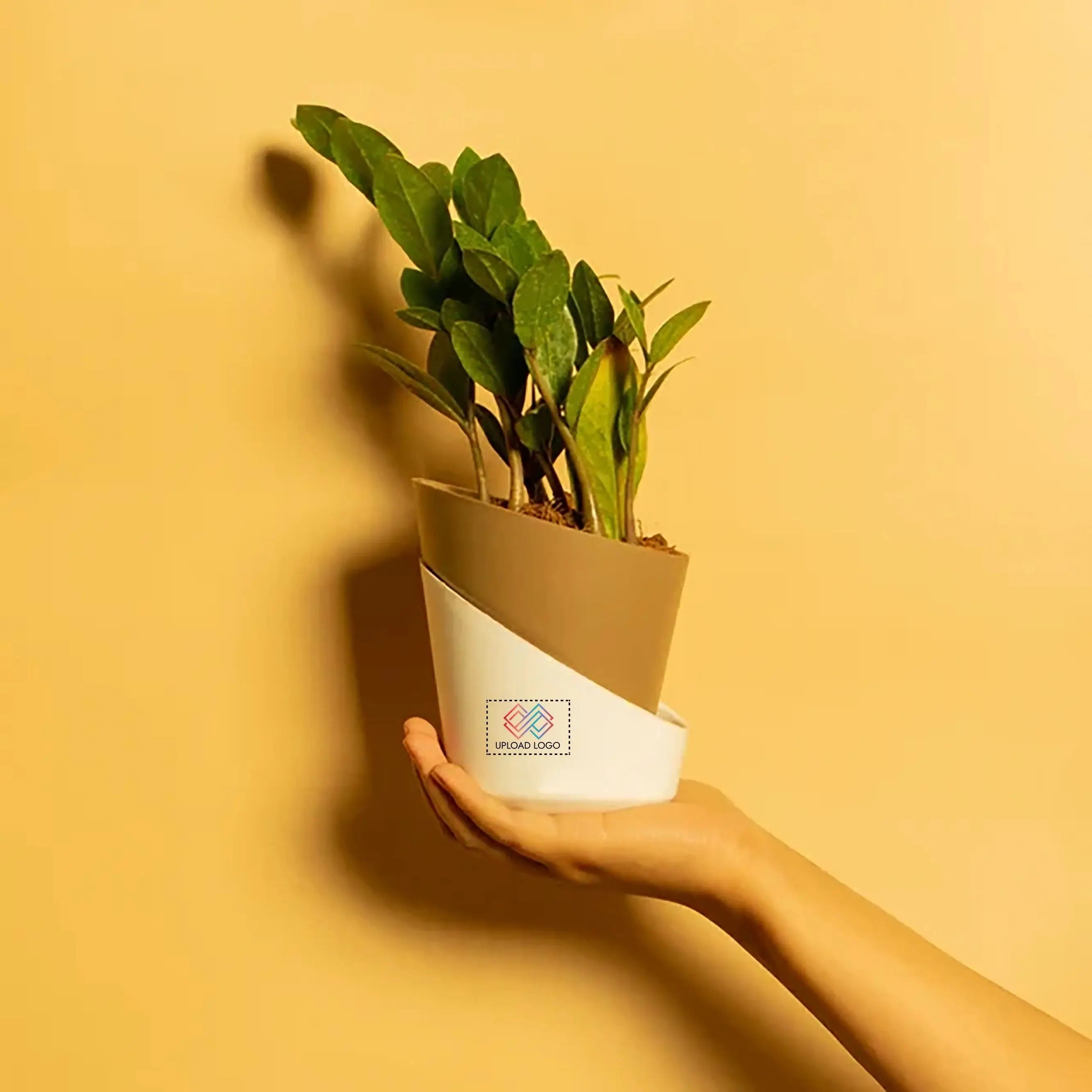 ZZ-Zamia Green Plant Brown