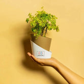 Aralia Green Plant Brown