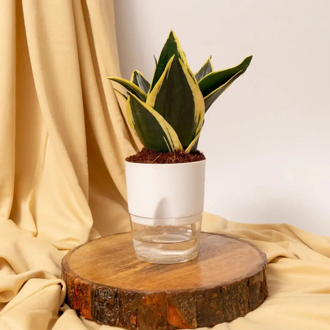 Golden Hahnii Snake Plant