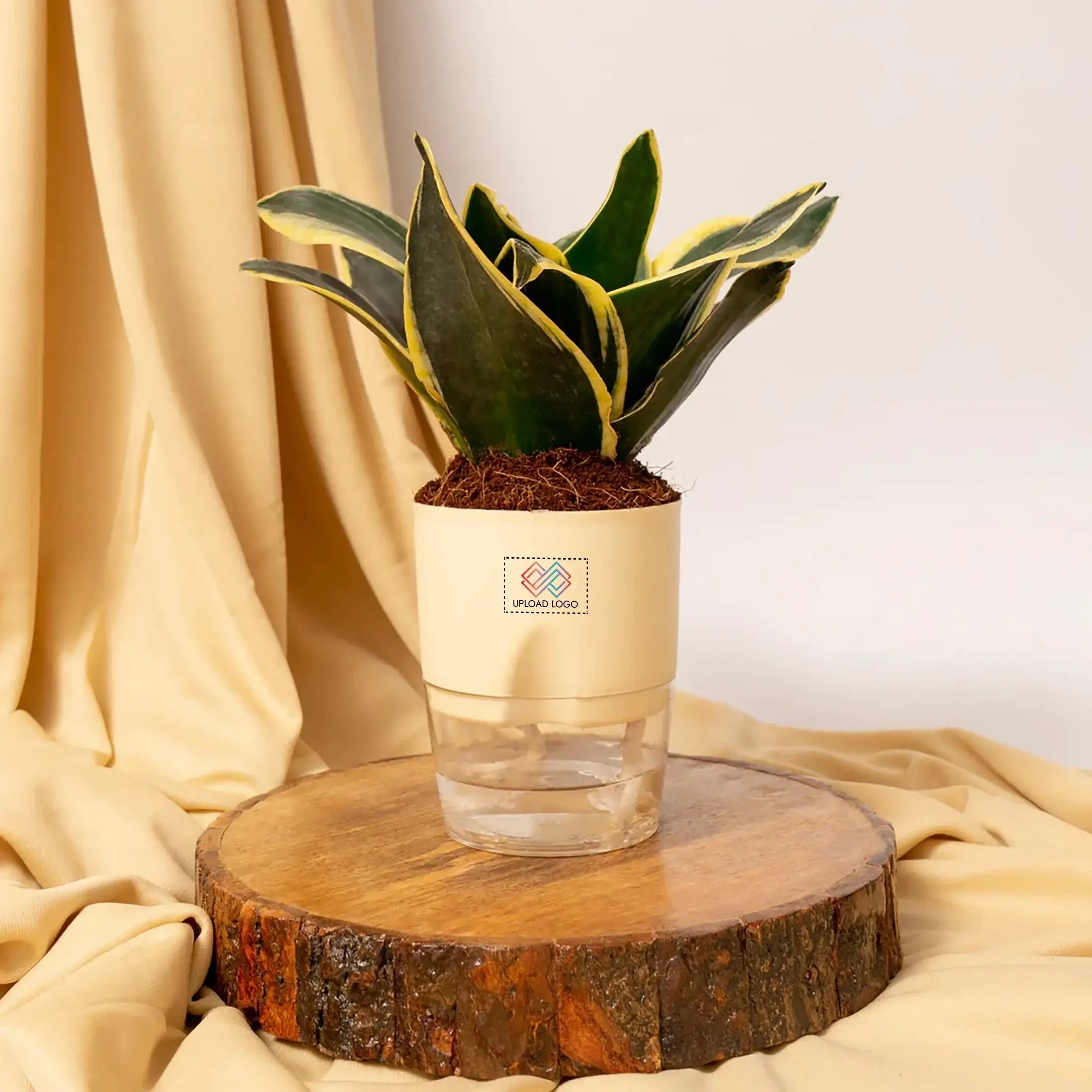 Golden Hahnii Snake Plant Cream