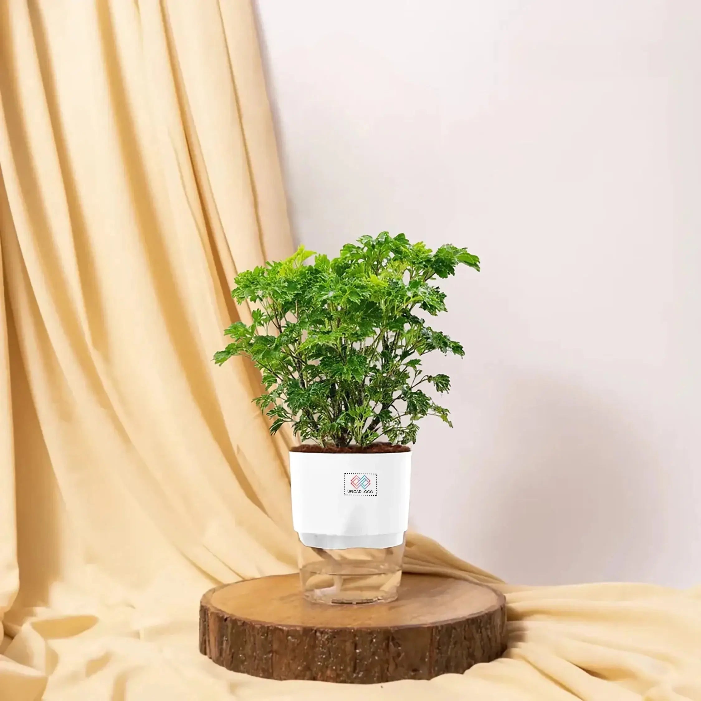 Aralia Green Plant White