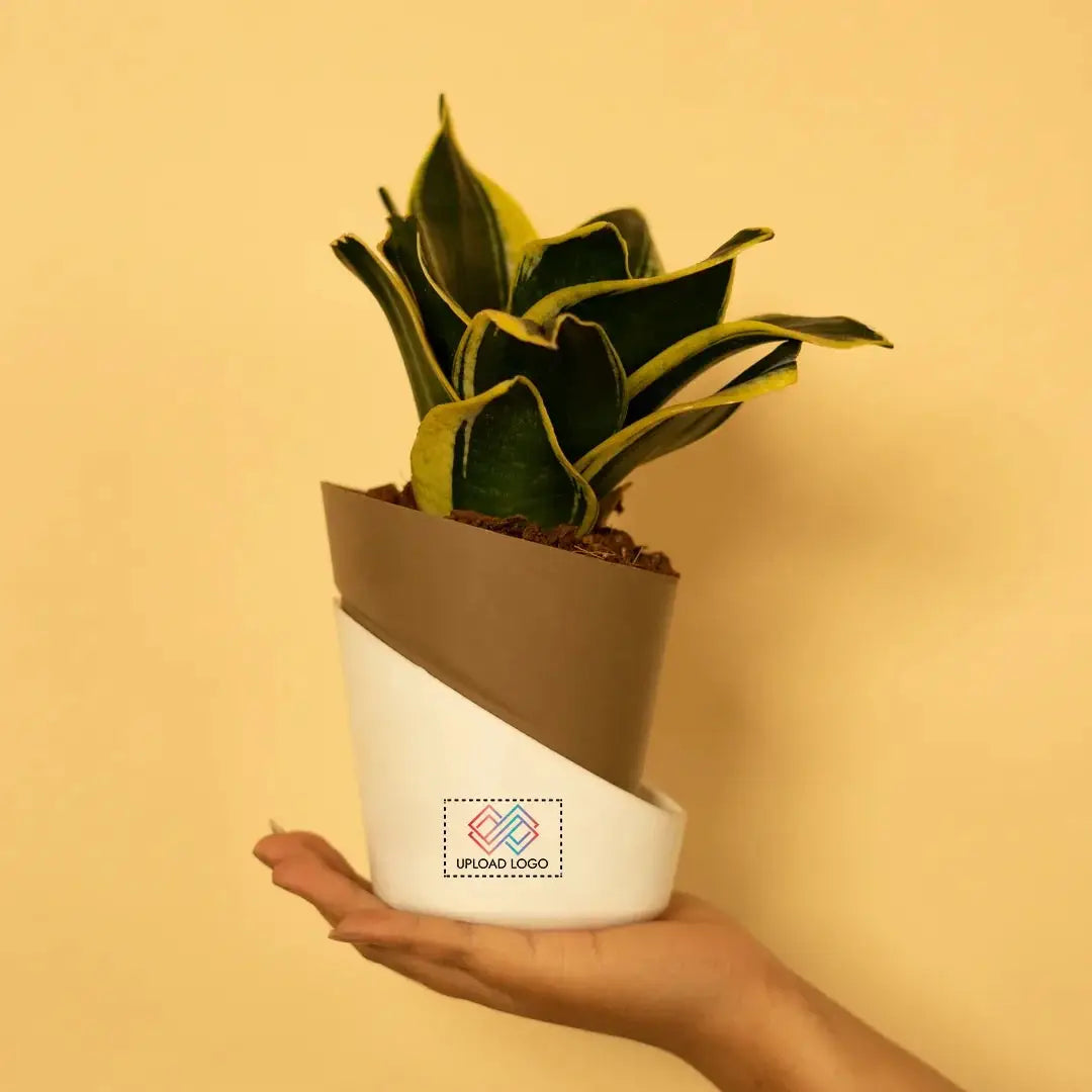 Goldan Hahnii Snake Plant Brown