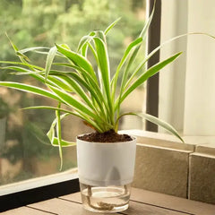 Spider Plant White