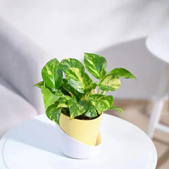 Potted plant with green leaves in a yellow pot on a white surface