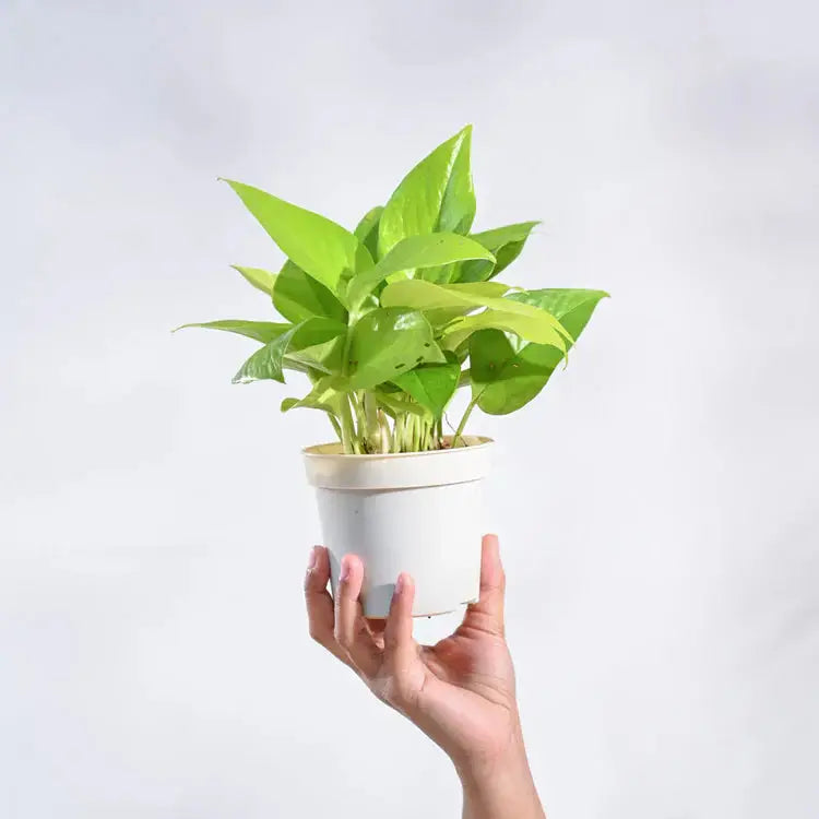 Hand holding a potted plant against a plain background