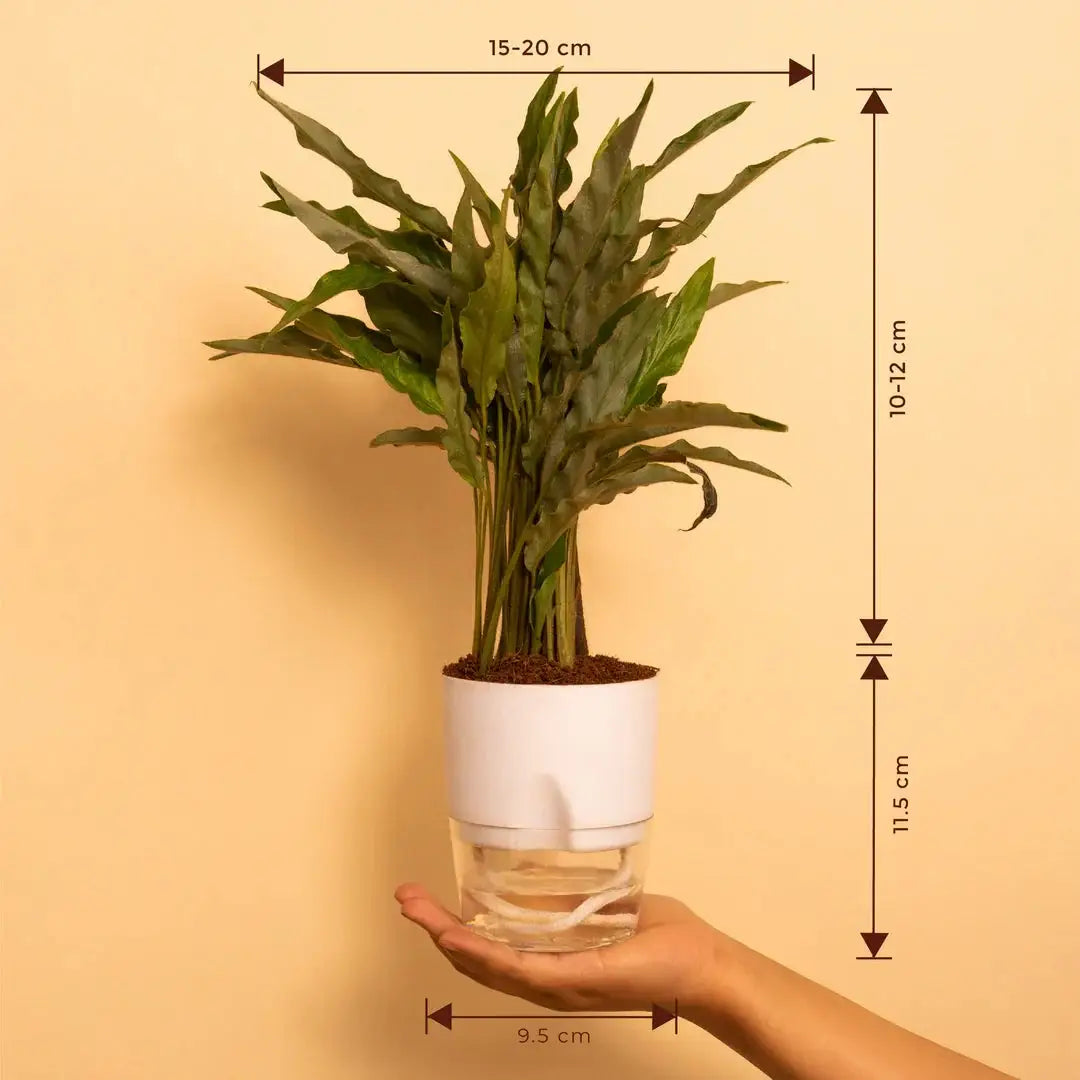 Calathea Triostar Plant