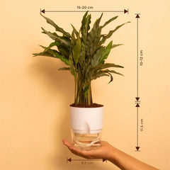 Calathea Triostar Plant