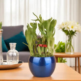 Happy Bamboo Plant in glossy blue metal pot placed on wooden table, ideal for home decor and gifting for harmony and luck.