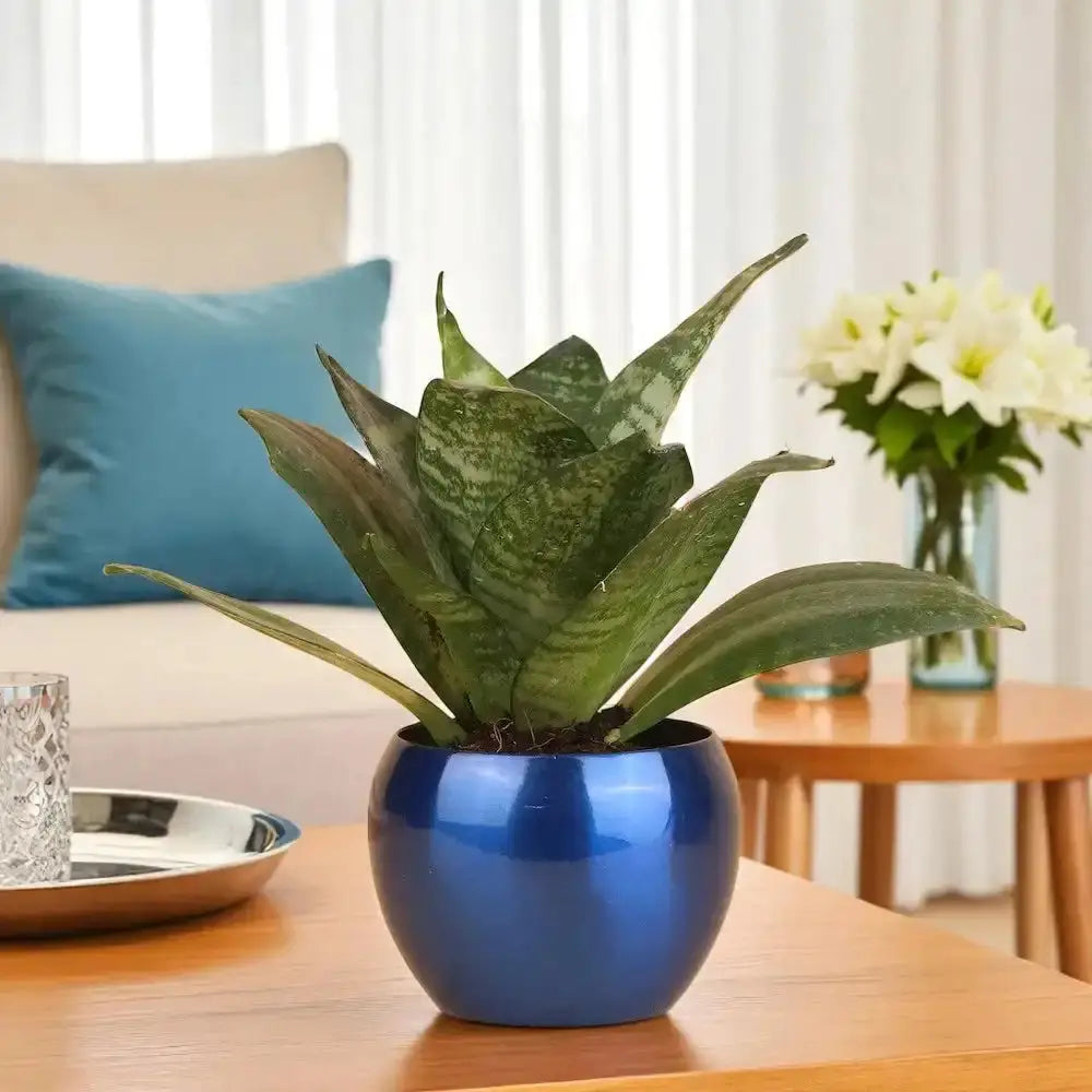 Sansevieria Plant Gift in glossy blue metal pot on wooden table, ideal for indoor decor and air purification in modern living spaces.