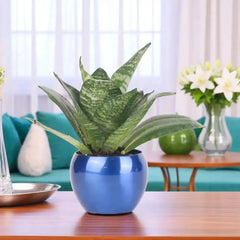 Longevity Sansevieria plant in metallic blue planter, perfect low-maintenance indoor/outdoor gift for home or office greenery.