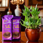 Bamboo Plant Elegance - Lucky Bamboo Gift Set with Dairy Milk Silk chocolates in a glossy brown pot, ideal for home decor and gifting.