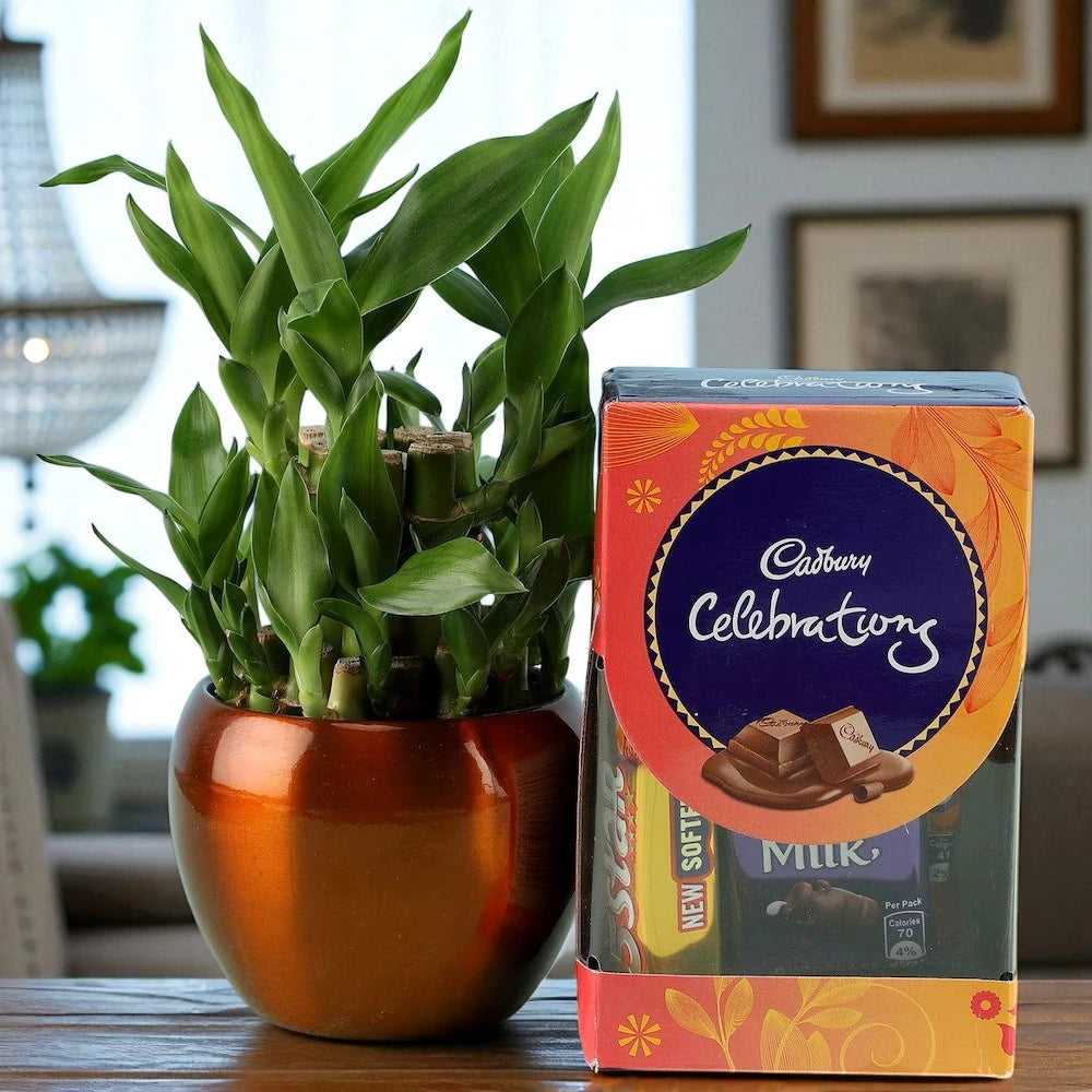 Lucky Bamboo plant in a brown ceramic pot paired with Cadbury Celebrations chocolates, perfect for birthdays and indoor plant gifts.