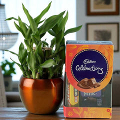 Lucky Bamboo plant in a brown ceramic pot paired with Cadbury Celebrations chocolates, perfect for birthdays and indoor plant gifts.