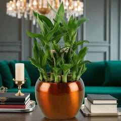 Elegant Lucky Bamboo in a brown ceramic planter placed on a table, symbolizing prosperity and ideal for home or office decor.