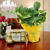 Money Plant Gift Set with Ferrero Rocher featuring a potted money plant wrapped in yellow paper and a box of chocolates, ideal for home or office decor.