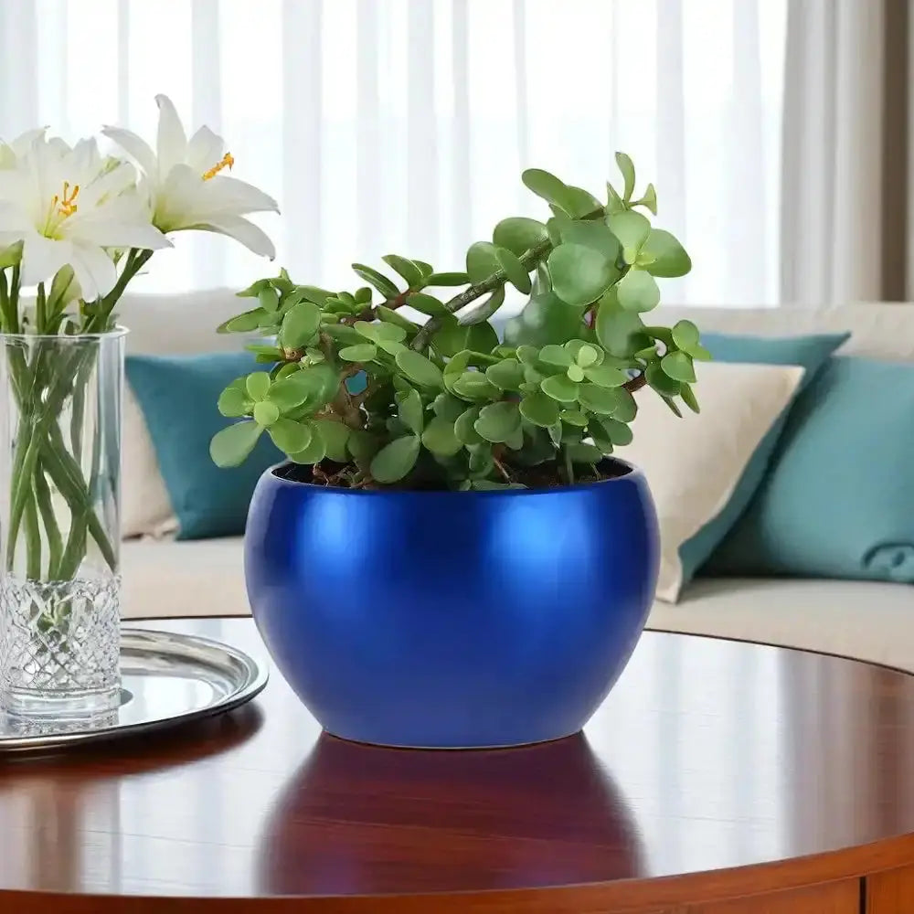 Jade plant in a vibrant blue pot, a thoughtful Valentine's gift. Low-maintenance potted houseplant for home or office decoration.