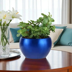 Jade plant in a vibrant blue pot, a thoughtful Valentine's gift. Low-maintenance potted houseplant for home or office decoration.