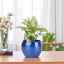 African Evergreen Syngonium Plant in glossy blue metal pot on wooden table, ideal air-purifying houseplant for home or office decor.