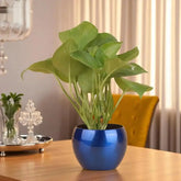 Green Money Plant in glossy blue metal pot, ideal for indoor or outdoor decor. Low-maintenance potted houseplant for home or office settings.