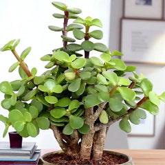 Lush green Lucky Jade Plant with thick stems in a decorative pot, symbolizing prosperity and ideal for home or office plant gifts.