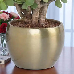Close-up of gold metal planter holding a Lucky Jade Plant, perfect for indoor decoration and gifting on special occasions like Father's Day.