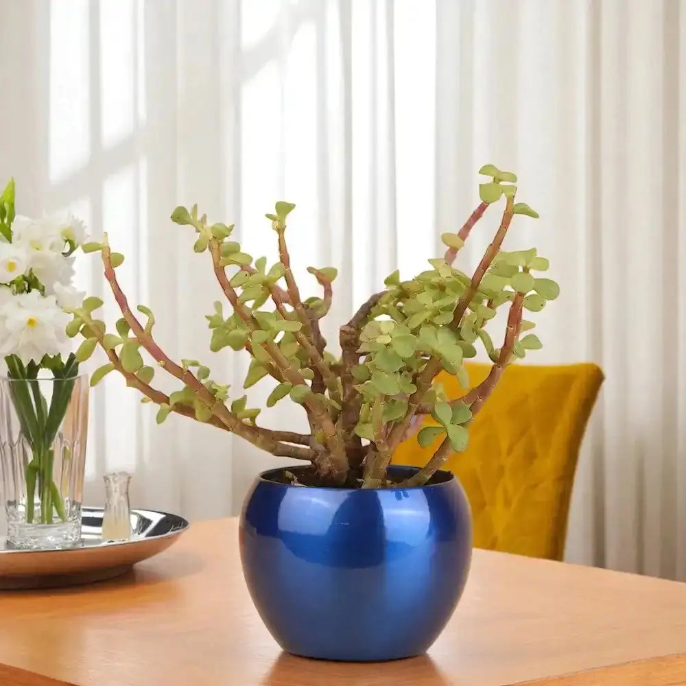 Buy Fortune Jade Plant online in stylish blue planter, perfect good luck gift and low-maintenance succulent for office or home.