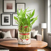 Double Layer Lucky Bamboo Plant in glass pot with white stones, perfect for home decor or gifting. Ideal indoor plant for desks or living rooms.