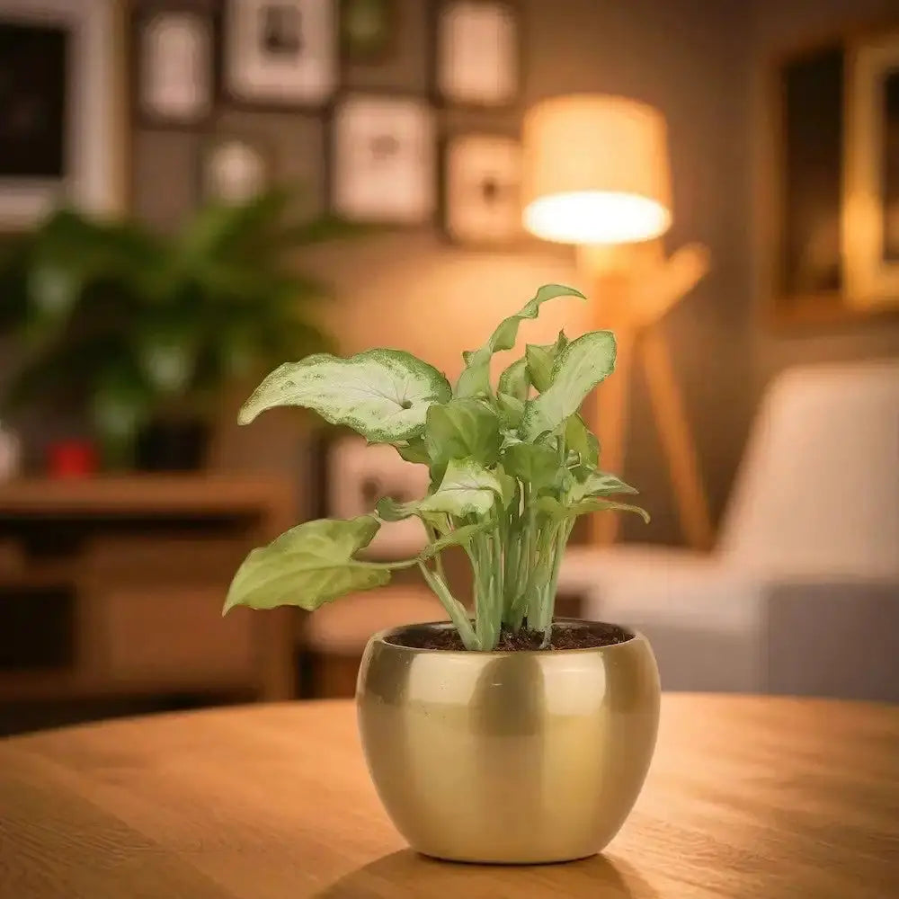 Indoor Air Purifying Plant Gift in a compact 3-inch gold metal pot placed on a wooden table, ideal for home decor and clean air in living spaces.