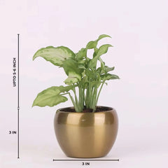 Compact Indoor Air Purifying Syngonium Plant in a 3-inch gold metal pot, grows up to 5 inches tall, ideal for home and office air purification.