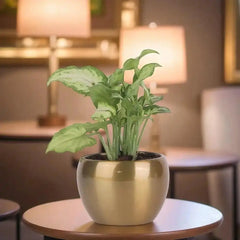 Syngonium Indoor Air Purifying Plant in a sleek gold metal planter, perfect for desks and shelves to enhance air quality and interior aesthetics.